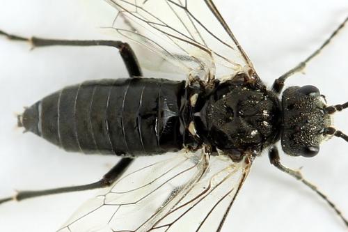Réf. 292 072 : Dolerus picipes