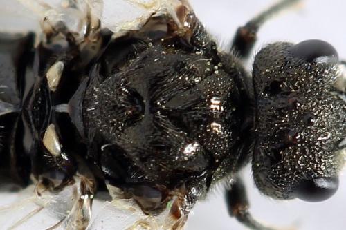 Réf. 292 073 : Dolerus picipes