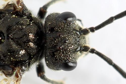 Réf. 292 074 : Dolerus picipes