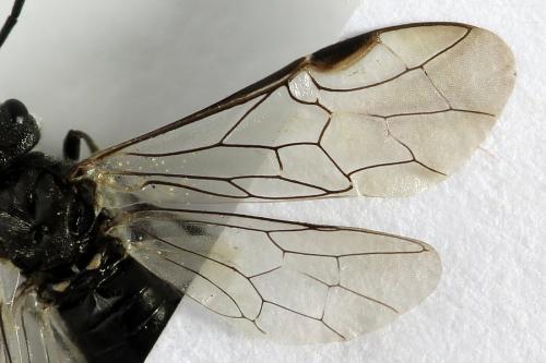 Réf. 292 076 : Dolerus picipes