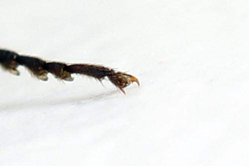 Réf. 292 077 : Dolerus picipes
