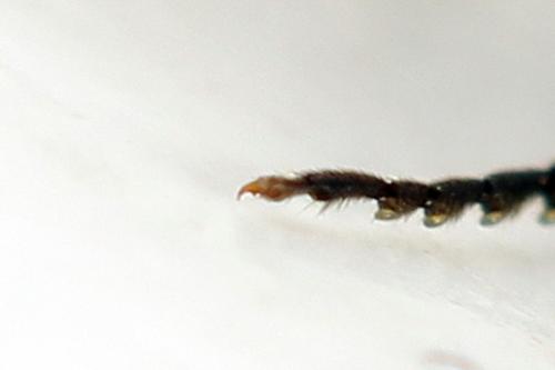 Réf. 292 078 : Dolerus picipes