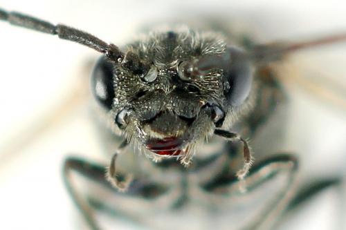 Réf. 292 079 : Dolerus picipes
