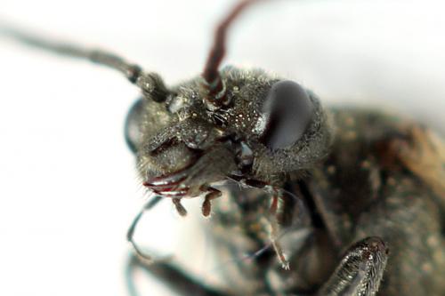 Réf. 292 080 : Dolerus picipes