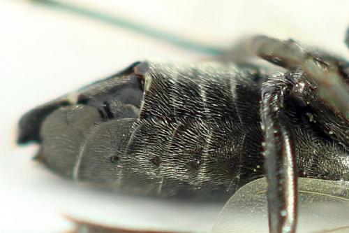 Réf. 292 081 : Dolerus picipes