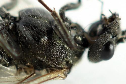 Réf. 292 082 : Dolerus picipes