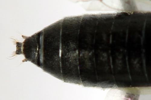 Réf. 292 083 : Dolerus picipes