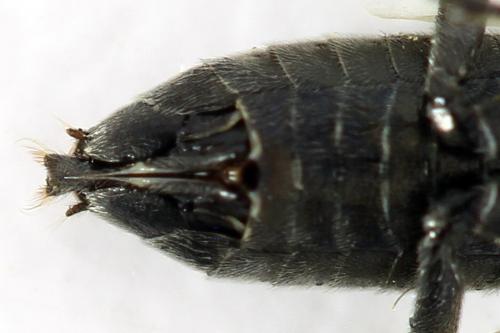 Réf. 292 084 : Dolerus picipes