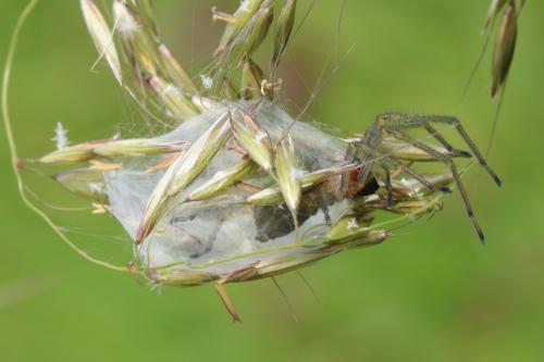 Cheiracanthium sp.