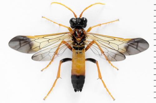 Réf. 292 087 : Tenthredo campestris