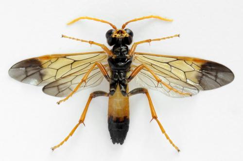 Réf. 292 088 : Tenthredo campestris