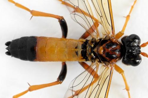 Réf. 292 089 : Tenthredo campestris
