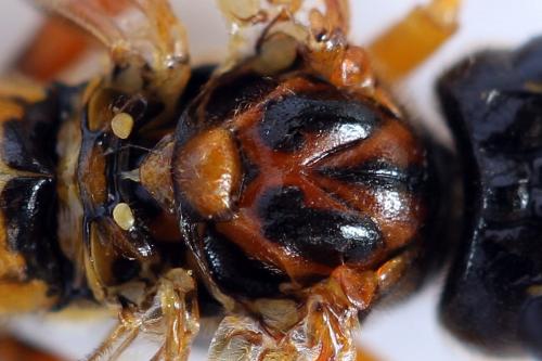 Réf. 292 090 : Tenthredo campestris