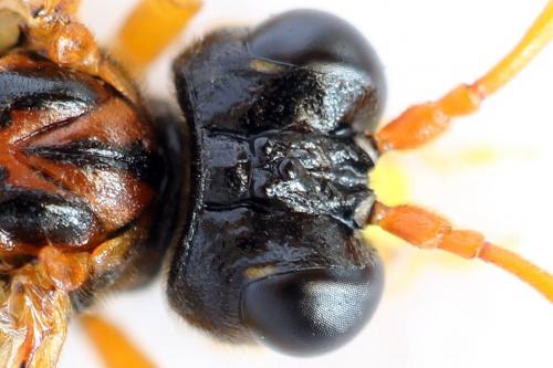 Réf. 292 091 : Tenthredo campestris