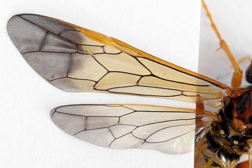 Réf. 292 092 : Tenthredo campestris