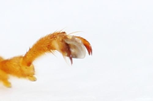 Réf. 292 094 : Tenthredo campestris