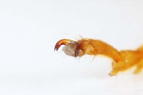 Réf. 292 095 : Tenthredo campestris