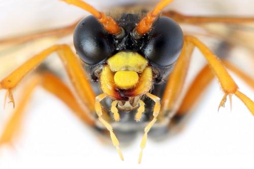 Réf. 292 096 : Tenthredo campestris