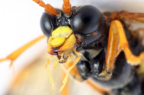 Réf. 292 097 : Tenthredo campestris