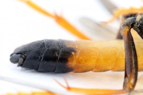 Réf. 292 098 : Tenthredo campestris
