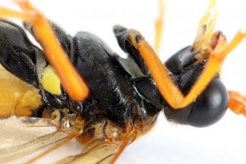 Réf. 292 099 : Tenthredo campestris