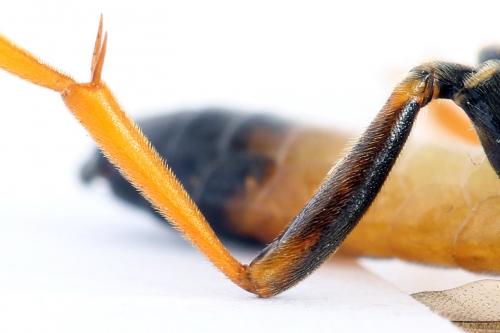 Réf. 292 100 : Tenthredo campestris