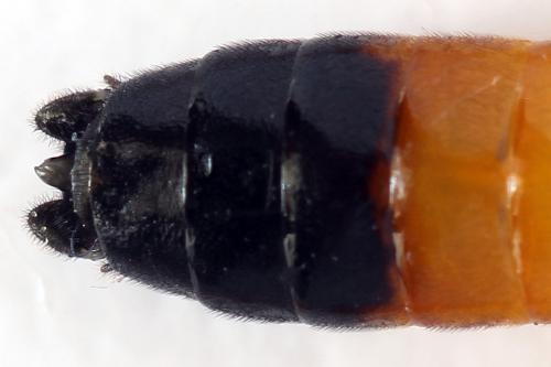 Réf. 292 101 : Tenthredo campestris