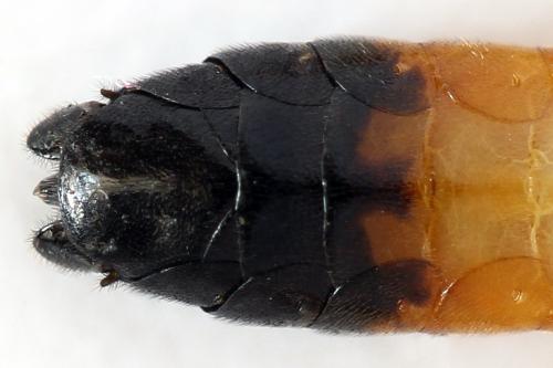 Réf. 292 102 : Tenthredo campestris