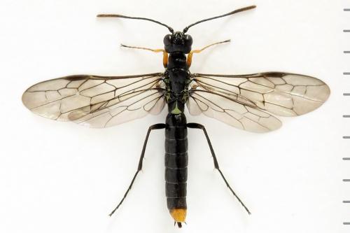 Réf. 292 105 : Calameuta punctata