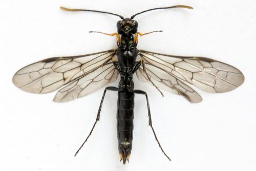 Réf. 292 106 : Calameuta punctata