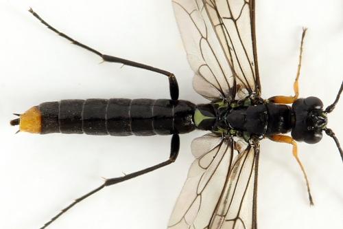 Réf. 292 107 : Calameuta punctata