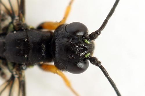 Réf. 292 109 : Calameuta punctata
