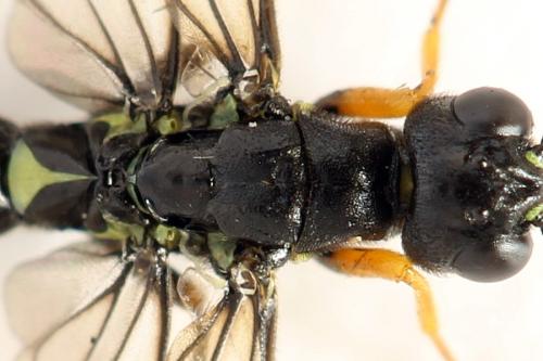 Réf. 292 108 : Calameuta punctata
