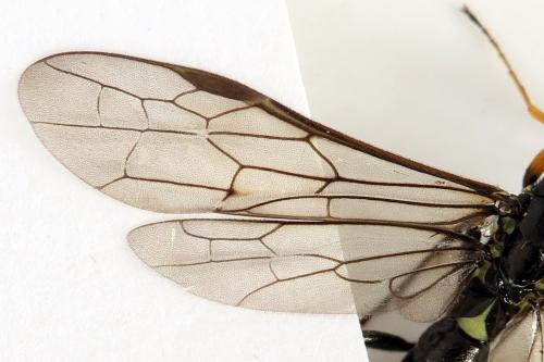 Réf. 292 110 : Calameuta punctata