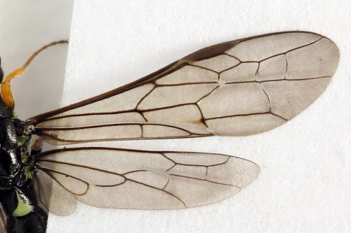 Réf. 292 111 : Calameuta punctata