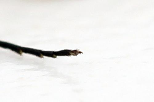 Réf. 292 112 : Calameuta punctata