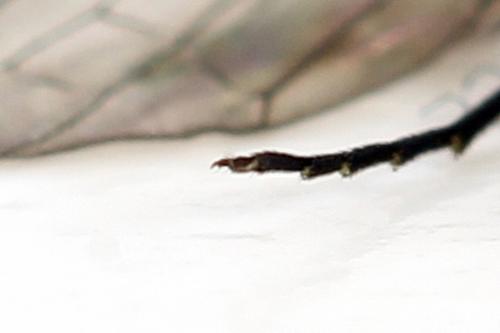 Réf. 292 113 : Calameuta punctata