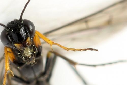 Réf. 292 114 : Calameuta punctata