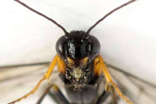 Réf. 292 115 : Calameuta punctata