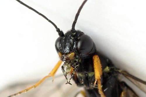 Réf. 292 117 : Calameuta punctata