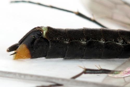 Réf. 292 118 : Calameuta punctata
