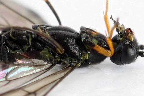 Réf. 292 119 : Calameuta punctata