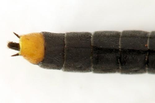 Réf. 292 120 : Calameuta punctata