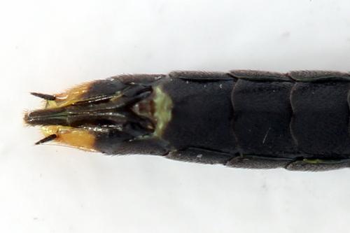 Réf. 292 121 : Calameuta punctata