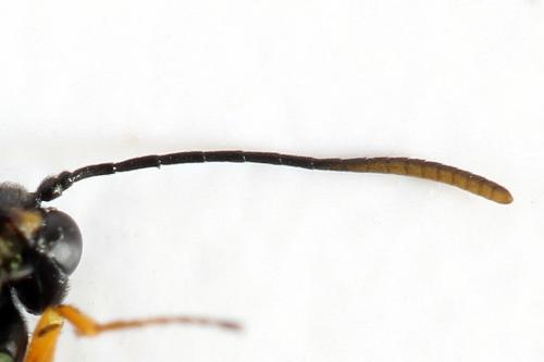 Réf. 292 122 : Calameuta punctata