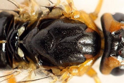 Euura nigricornis