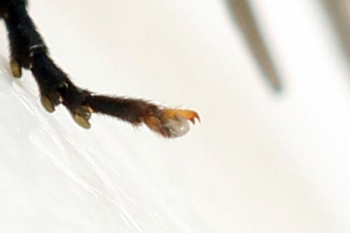 Euura nigricornis