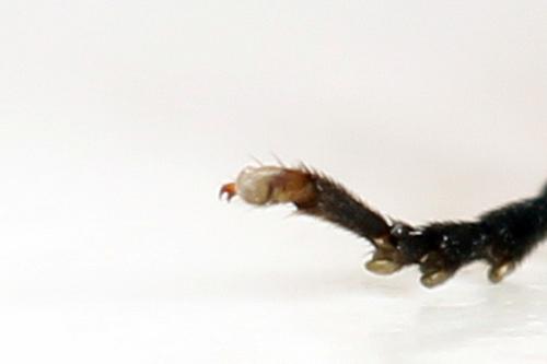 Euura nigricornis