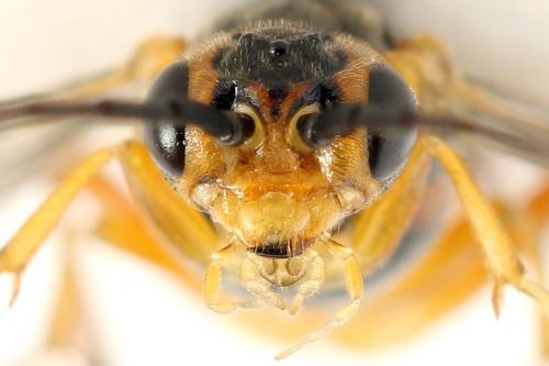 Euura nigricornis