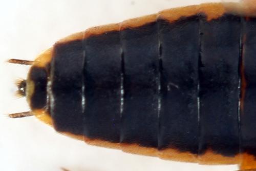 Euura nigricornis